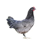 تخم نطفه دارمرغ آیسبار