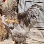 تخم نطفه دار مرغ آراکانا رنگی