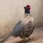 تخم نطفه دار قرقاول پاکستانی