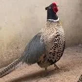 تخم نطفه دار قرقاول پاکستانی