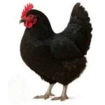 تخم نطفه دار مرغ استرالوپ
