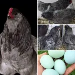 تخم نطفه دار مرغ آراکانا رنگی