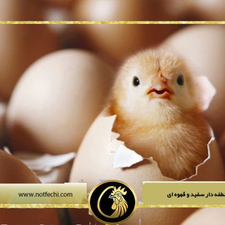 تفاوت تخم نطفه دار سفید و قهوه ای