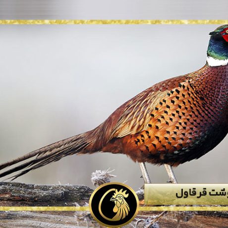 فواید گوشت قرقاول
