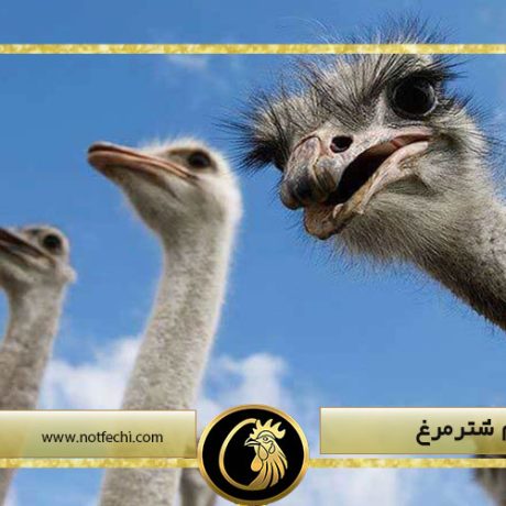 فواید تخم شترمرغ