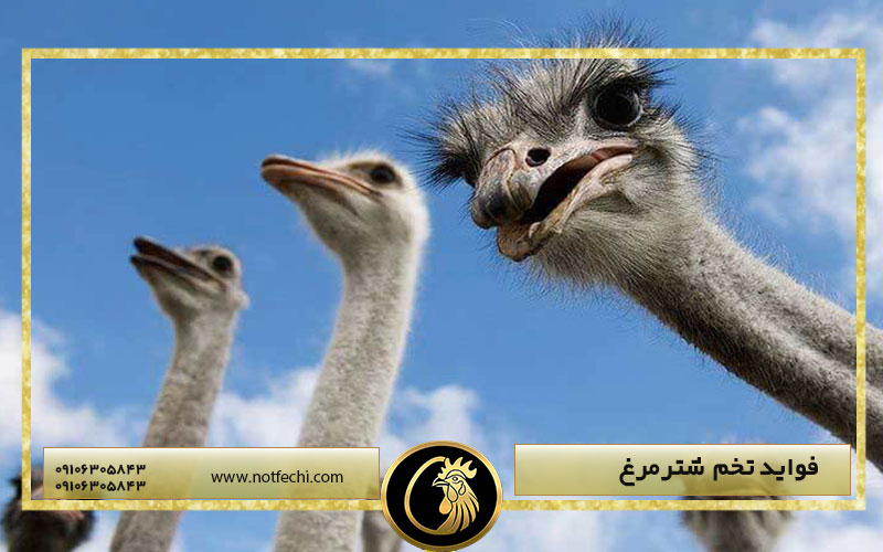 فواید تخم شترمرغ