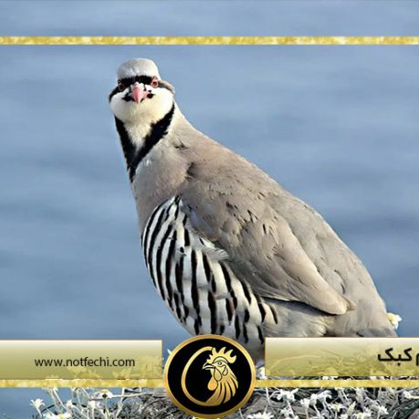 فواید تخم کبک