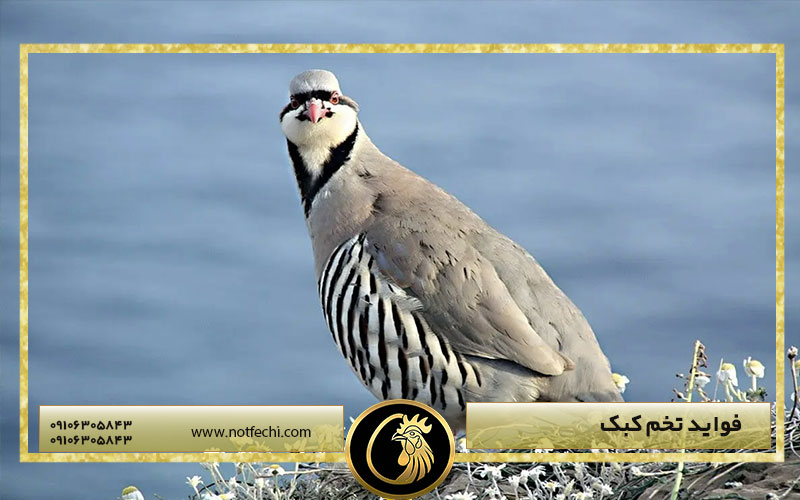فواید تخم کبک