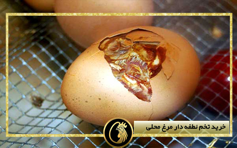 خرید تخم نطفه دار مرغ محلی
