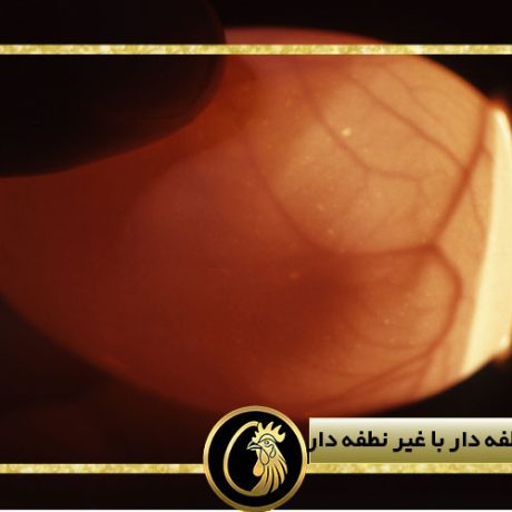 تفاوت تخم نطفه دار با غیر نطفه دار