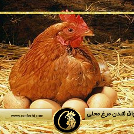 نکات طلایی چاق شدن مرغ محلی