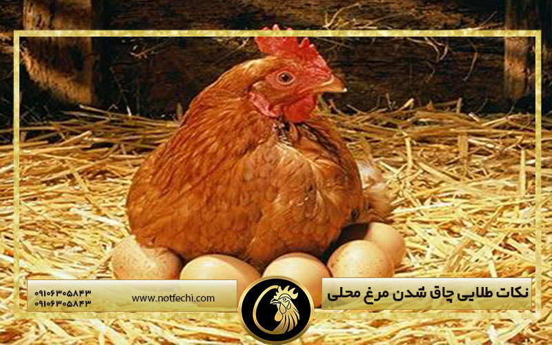 نکات طلایی چاق شدن مرغ محلی