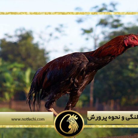 معرفی مرغ کلنگی و نحوه پرورش آن