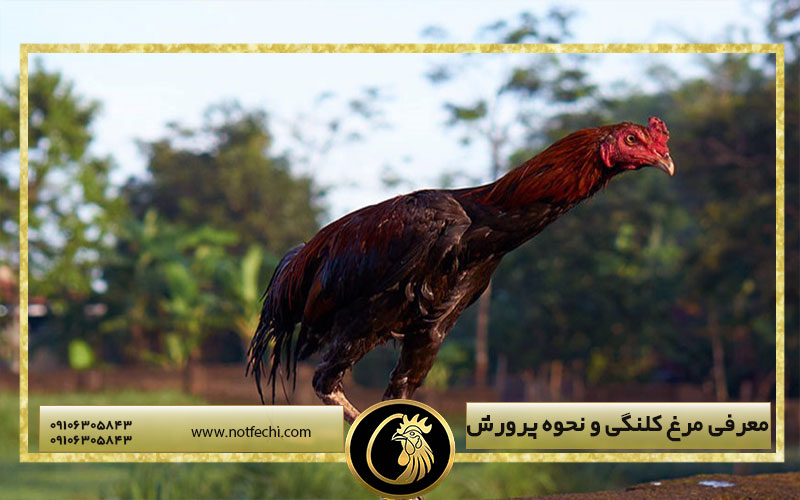 معرفی مرغ کلنگی و نحوه پرورش آن