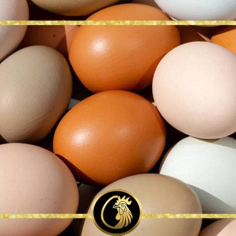 بهترین دمای نگهداری تخم نطفه دار