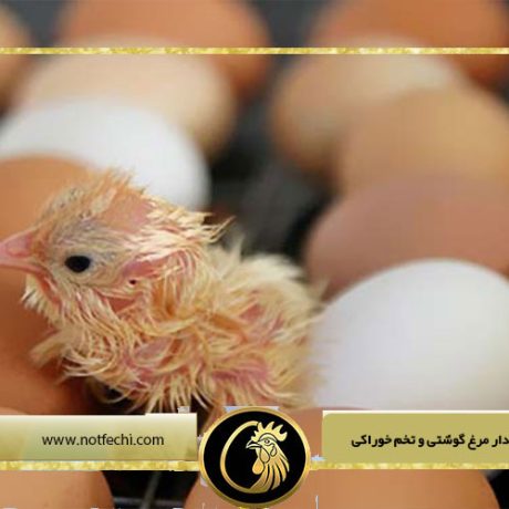 تفاوت تخم نطفه دار مرغ گوشتی و تخم خوراکی
