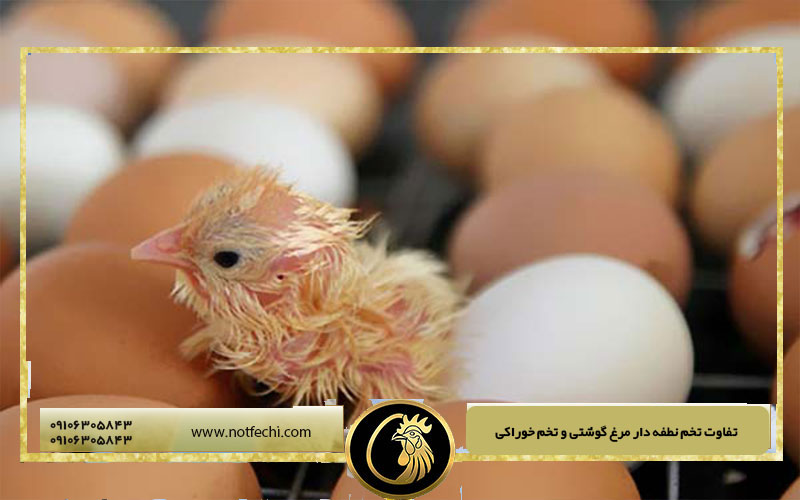 تفاوت تخم نطفه دار مرغ گوشتی و تخم خوراکی