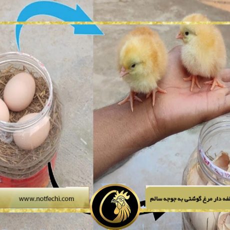 مراحل تبدیل تخم نطفه دار مرغ گوشتی به جوجه سالم