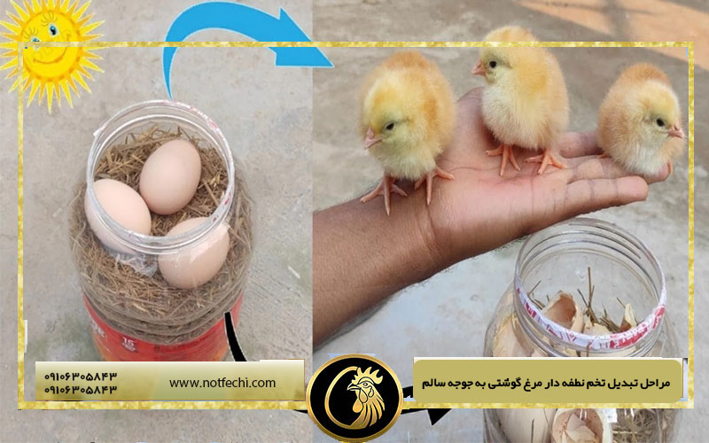مراحل تبدیل تخم نطفه دار مرغ گوشتی به جوجه سالم
