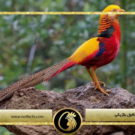 آشنایی کامل با قرقاول بلژیکی