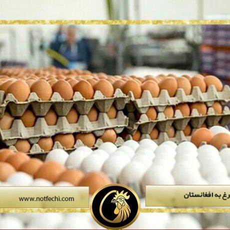 صادرات تخم مرغ به افغانستان