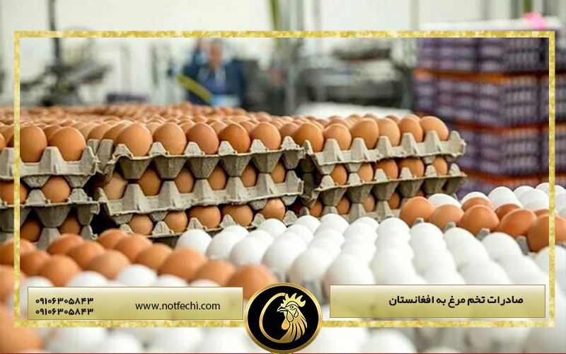 صادرات تخم مرغ به افغانستان
