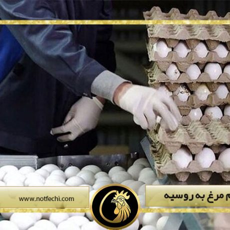 صادرات تخم مرغ به روسیه