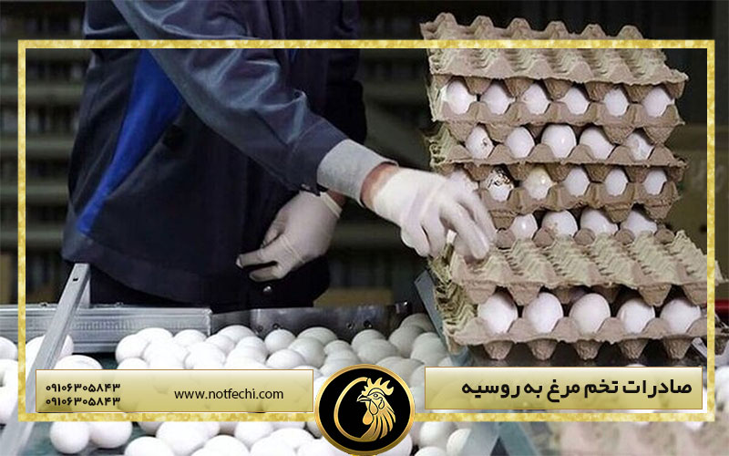 صادرات تخم مرغ به روسیه