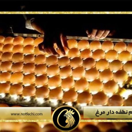 صادرات تخم نطفه دار مرغ