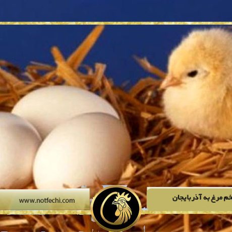 صادرات تخم مرغ به آذربایجان