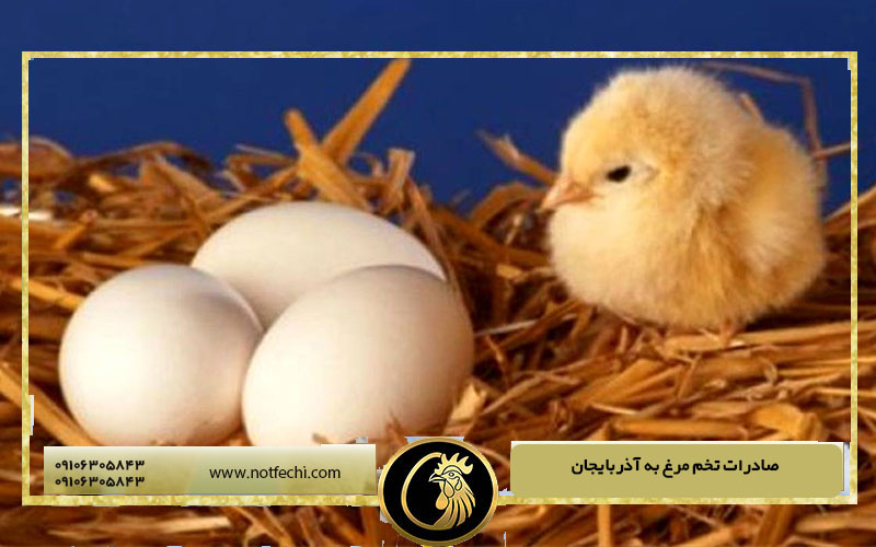صادرات تخم مرغ به آذربایجان