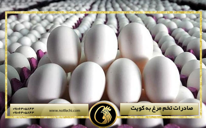 صادرات تخم مرغ به کویت