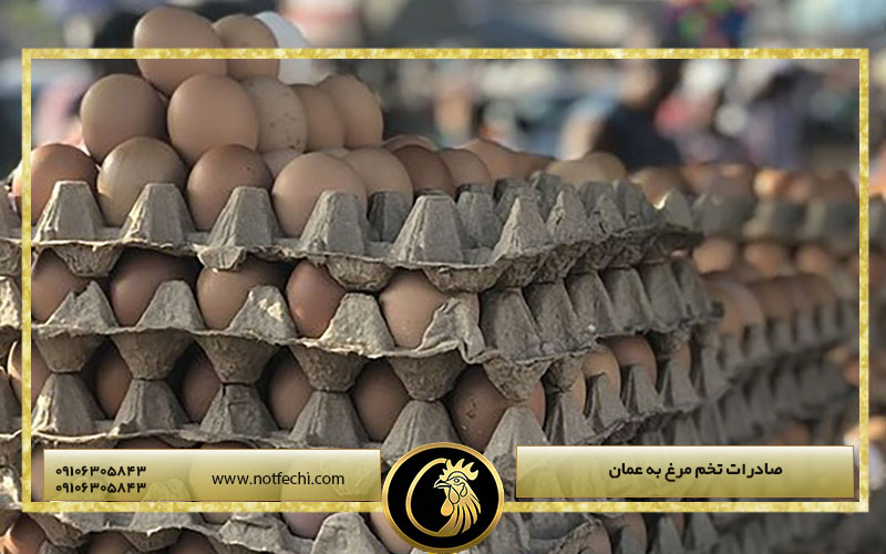 صادرات تخم مرغ به عمان