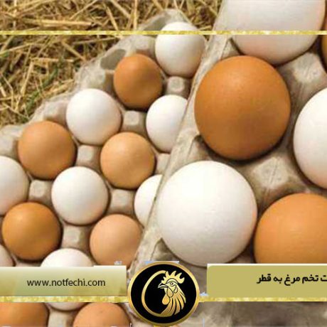 صادرات تخم مرغ به قطر