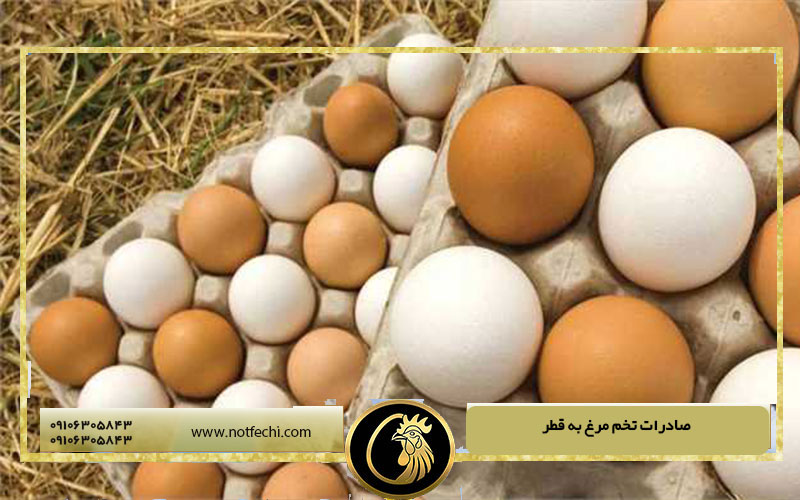صادرات تخم مرغ به قطر