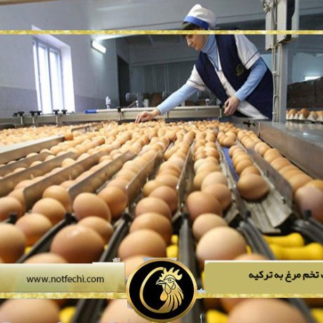 صادرات تخم مرغ به ترکیه