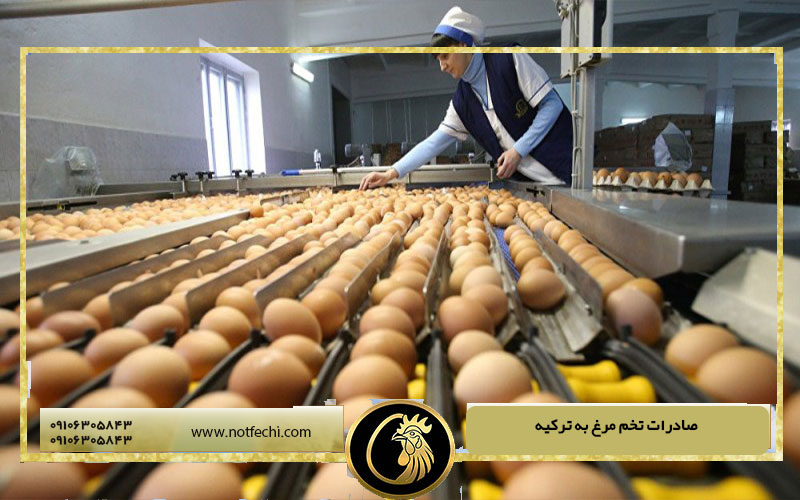 صادرات تخم مرغ به ترکیه