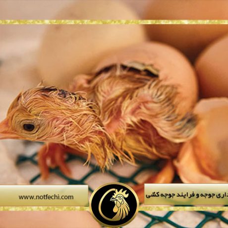 نکات بهداشتی نگهداری جوجه و فرایند جوجه کشی