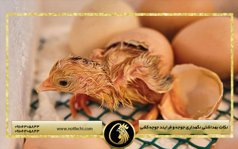 نکات بهداشتی نگهداری جوجه و فرایند جوجه کشی