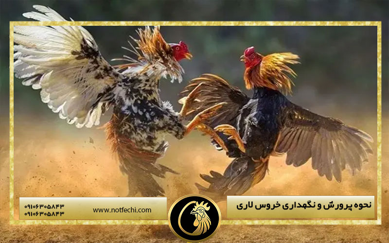 نحوه پرورش و نگهداری خروس لاری