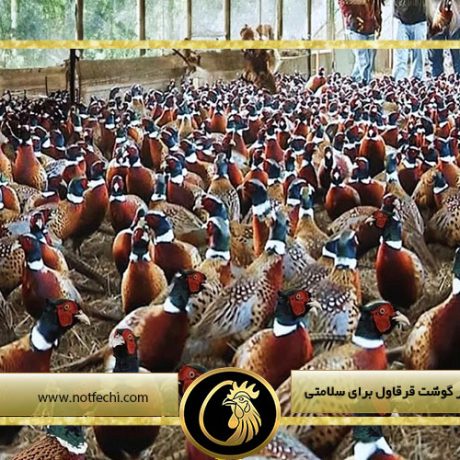 خواص شگفت انگیز گوشت قرقاول برای سلامتی