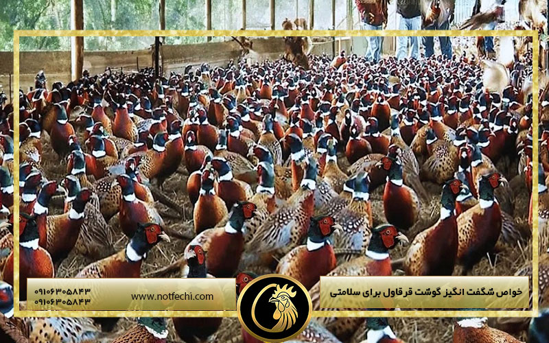 خواص شگفت انگیز گوشت قرقاول برای سلامتی