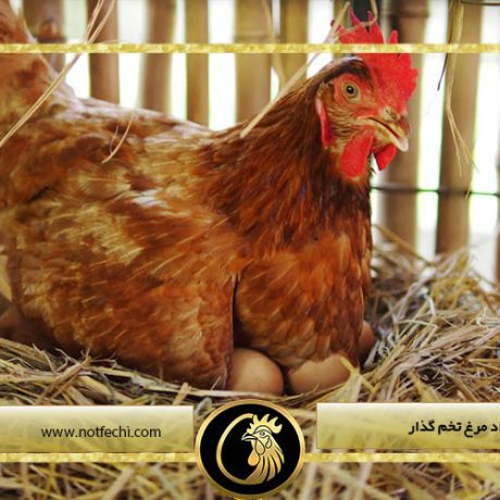 بهترین نژاد مرغ تخم گذار
