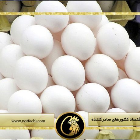 نقش تخم مرغ در اقتصاد کشورهای صادرکننده