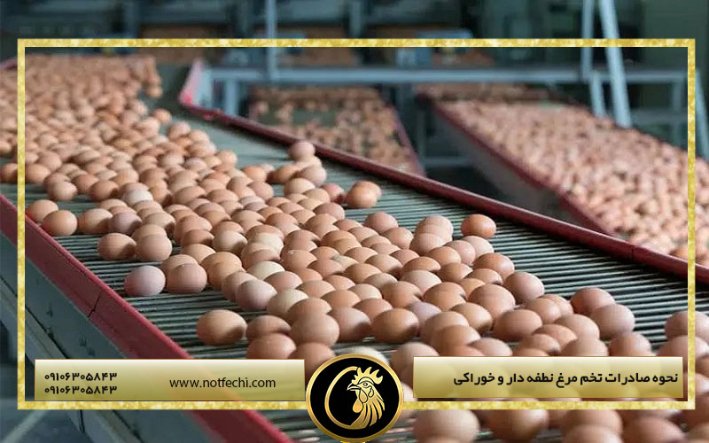 نحوه صادرات تخم مرغ نطفه دار و خوراکی