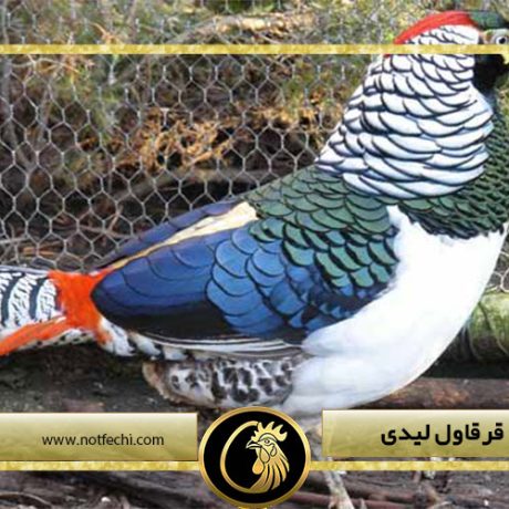 معرفی کامل قرقاول لیدی