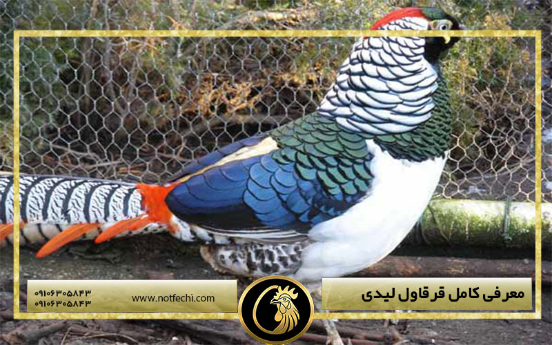 معرفی کامل قرقاول لیدی