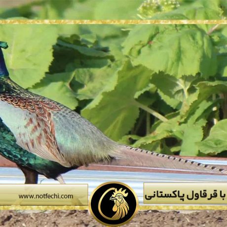 آشنایی کامل با قرقاول پاکستانی