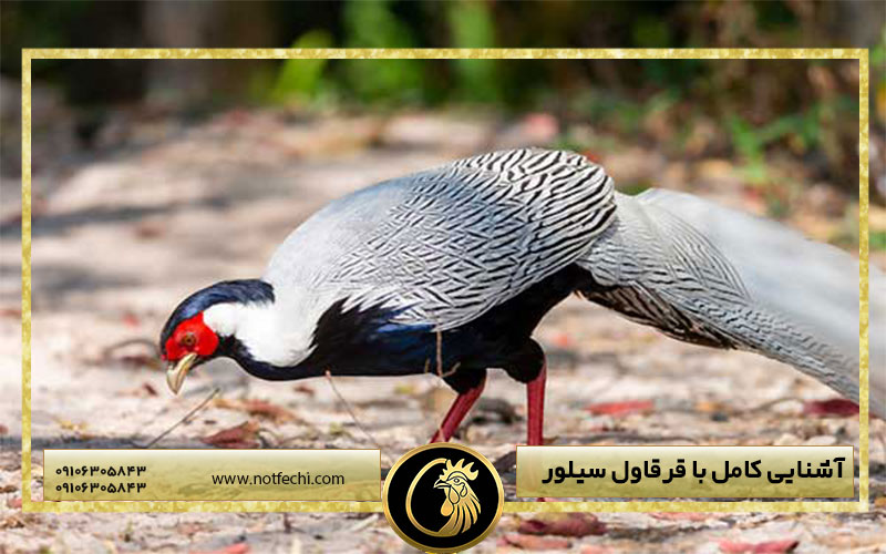 آشنایی کامل با قرقاول سیلور