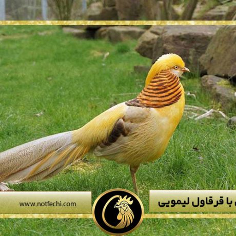 آشنایی کامل با قرقاول لیمویی